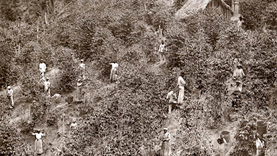 Fotografia de uma cena do filme A Morte Branca do Feiticeiro Negro, de Rodrigo Ribeiro. SC, 2020, DOCUMENTÁRIO, 10 min. Em preto e branco, vista do alto, uma área cultivada. Lá embaixo, cerca de quinze pessoas escravizadas em meio à lavoura. Mulheres e homens negros retintos, em suas vestes brancas, trabalham em um terreno em aclive. Alguns carregam cestos nas costas ou na cabeça. No topo, à direita, uma choupana.